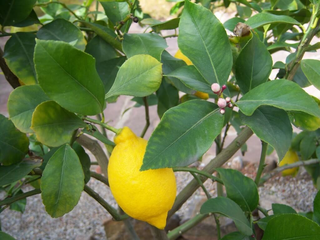 Propiedades medicinales del limón